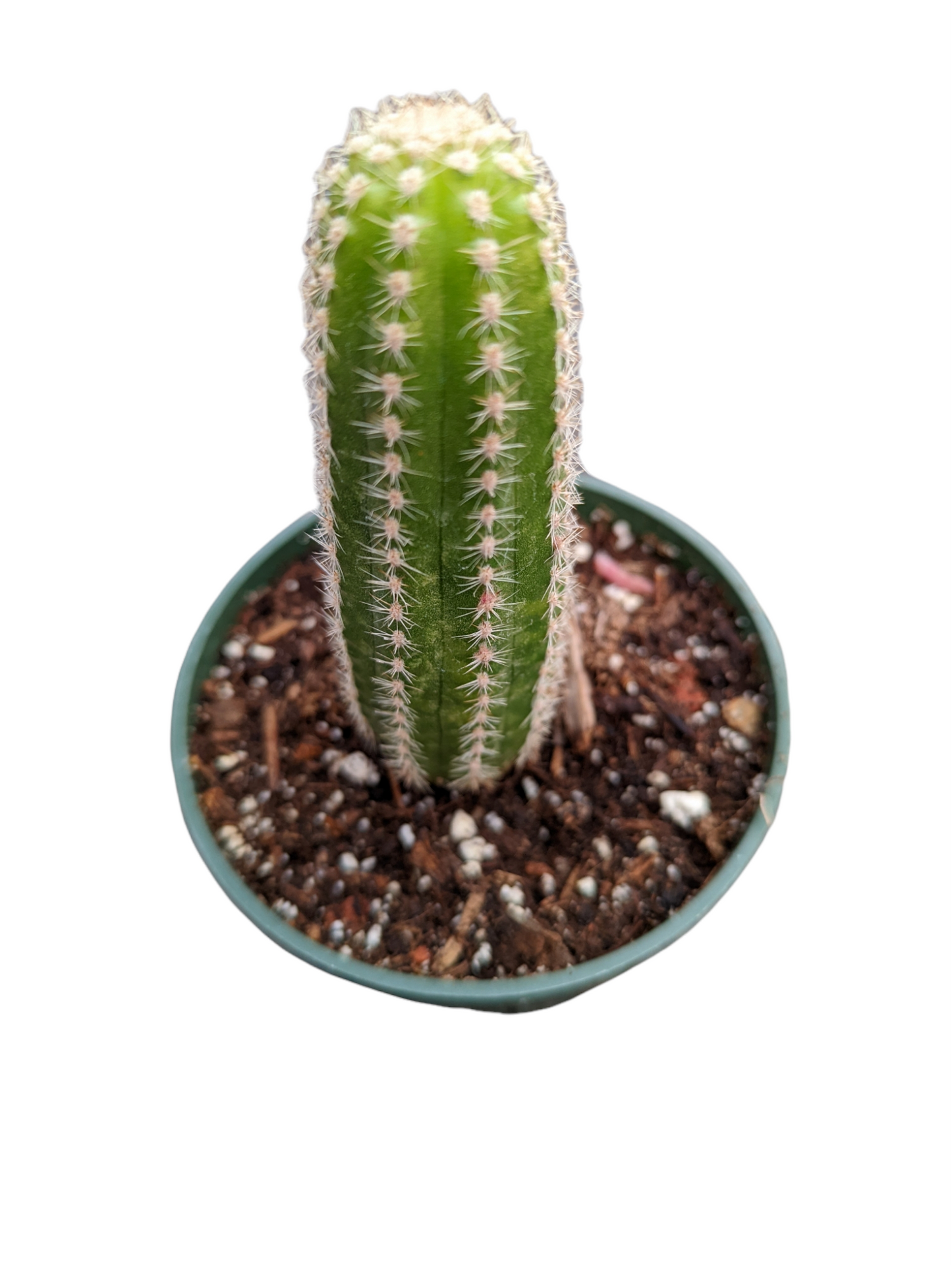 Chamaelobivia 'Rose Quartz' Peanut Cactus
