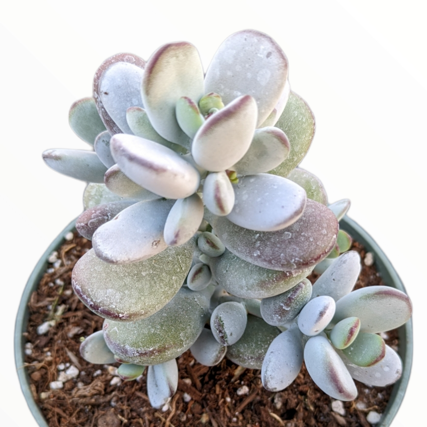 Cotyledon orbiculata 'Ping Pong'