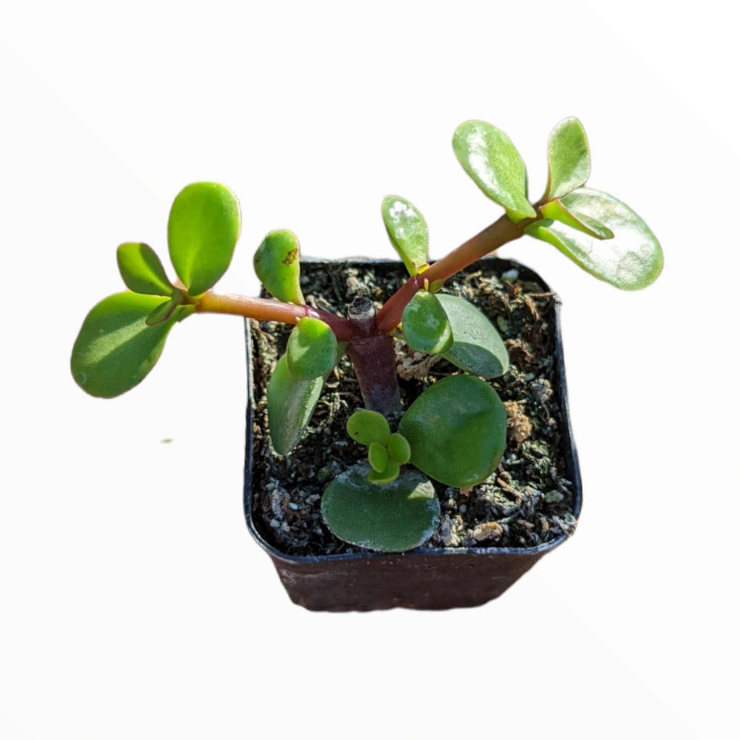 Portulacaria afra 'Elephant Bush'