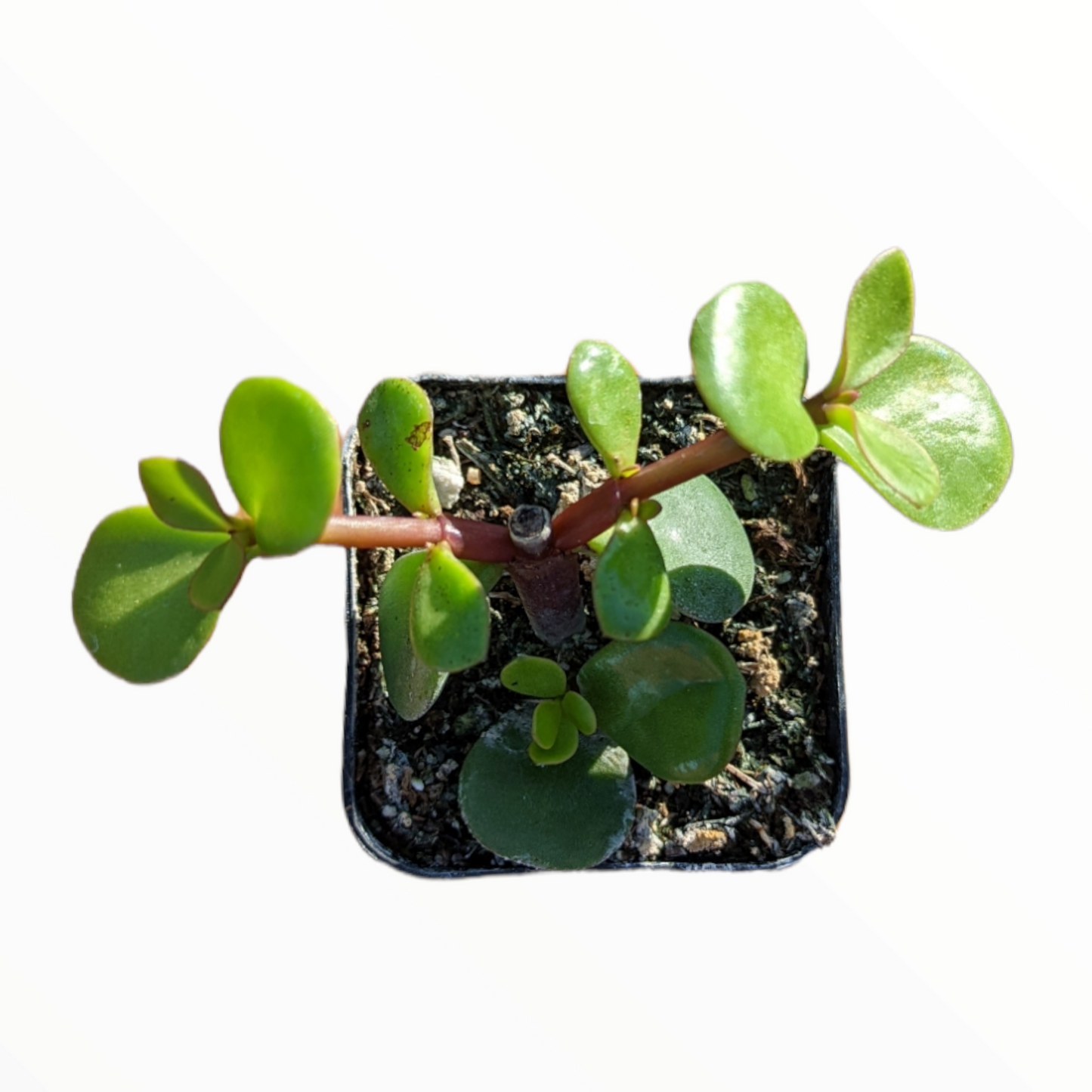 Portulacaria afra 'Elephant Bush'