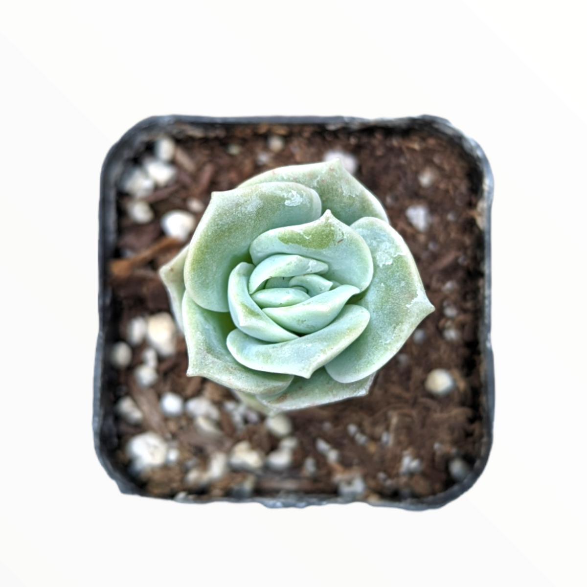Graptoveria 'Lovely Rose'