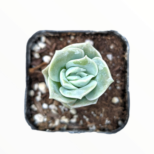 Graptoveria 'Lovely Rose'