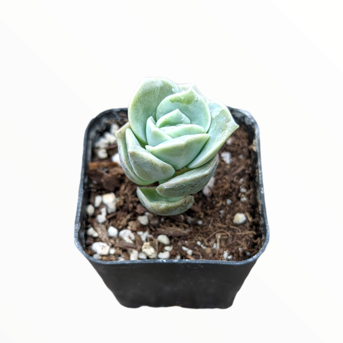 Graptoveria 'Lovely Rose'