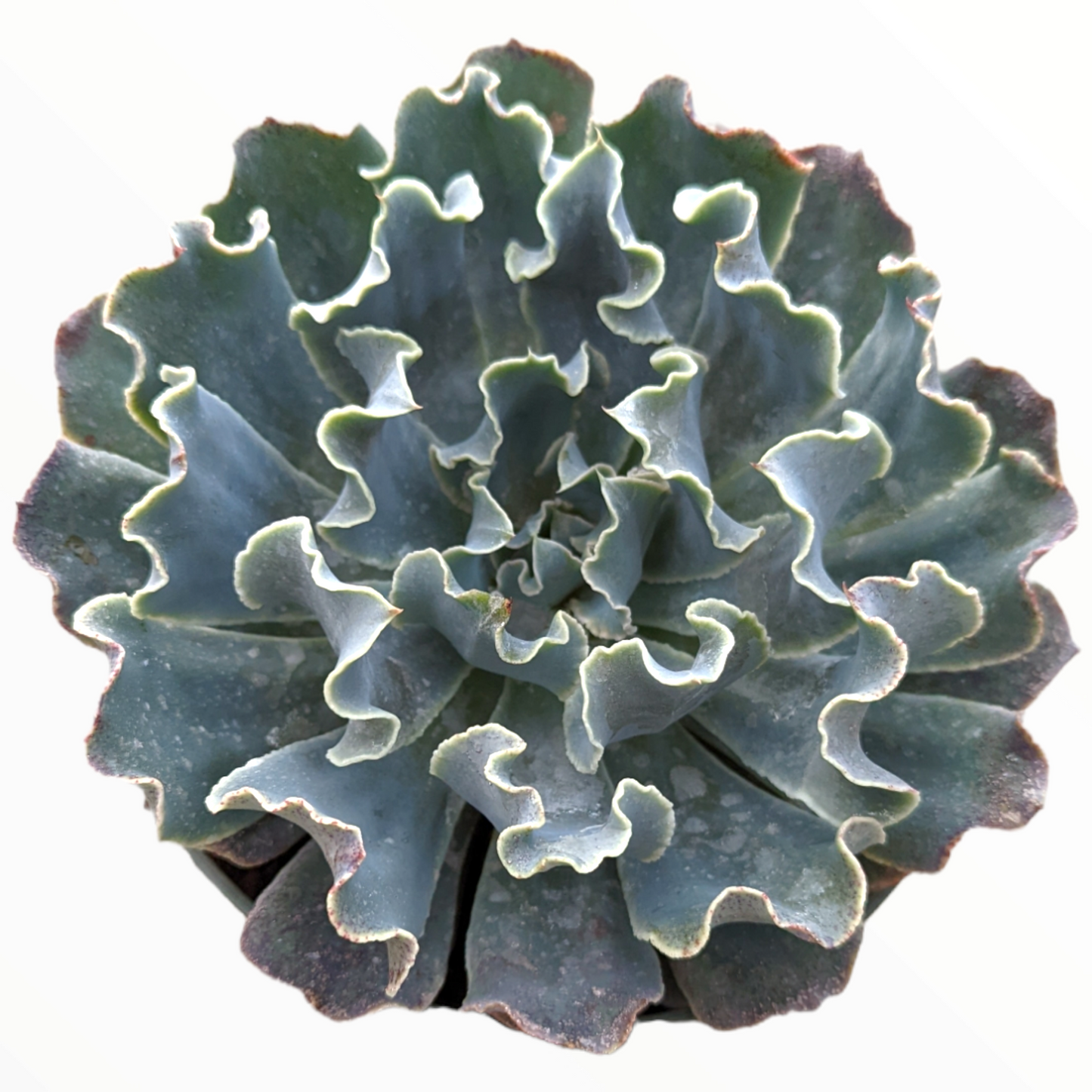 Echeveria 'Blue Frills'