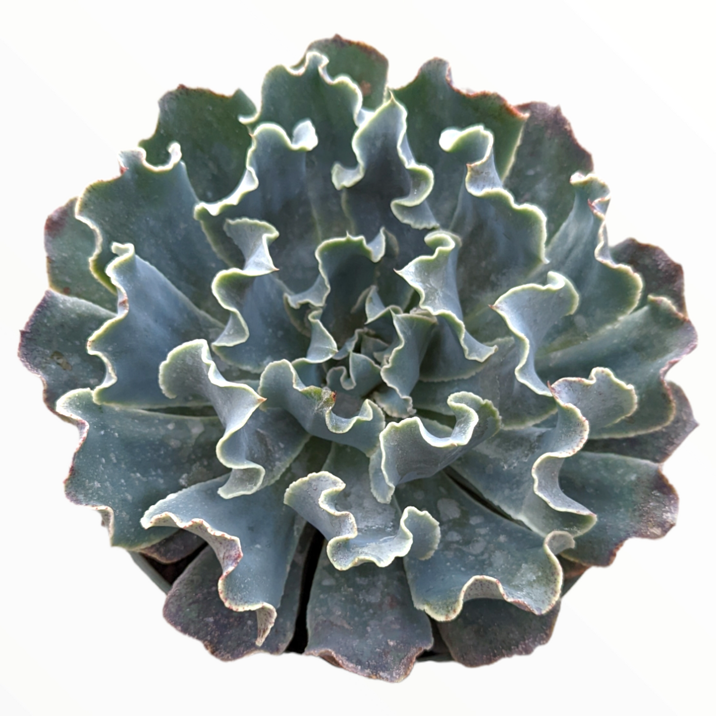 Echeveria 'Blue Frills'