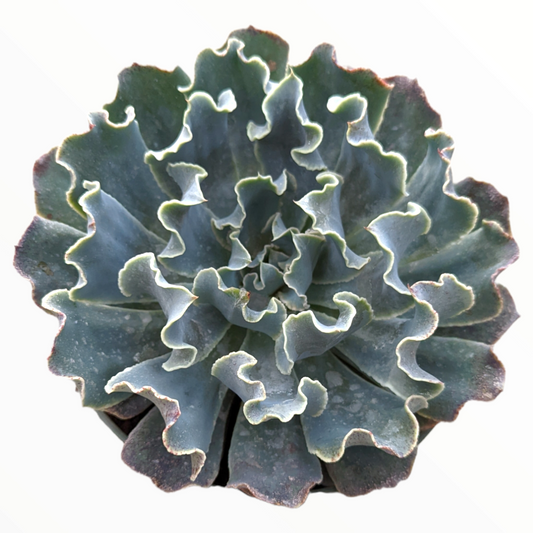 Echeveria 'Blue Frills'