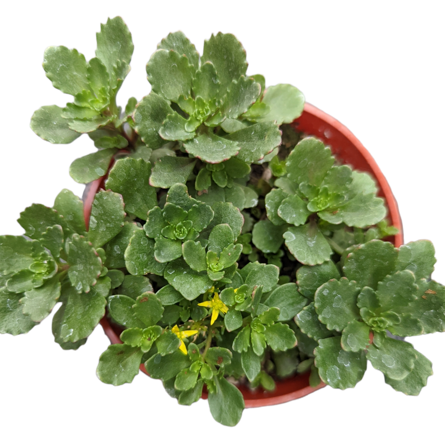 Sedum takesimense