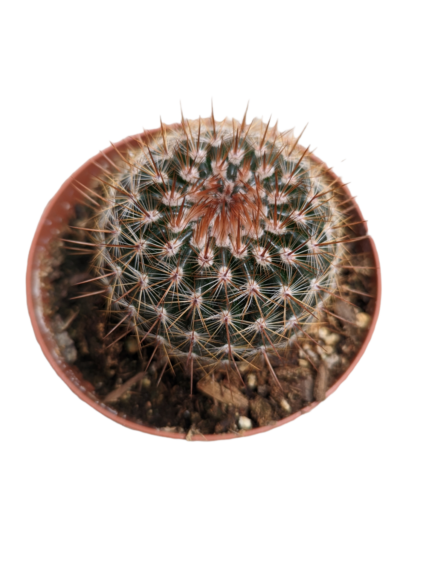 Mammillaria spinosissima Red Headed Irishman