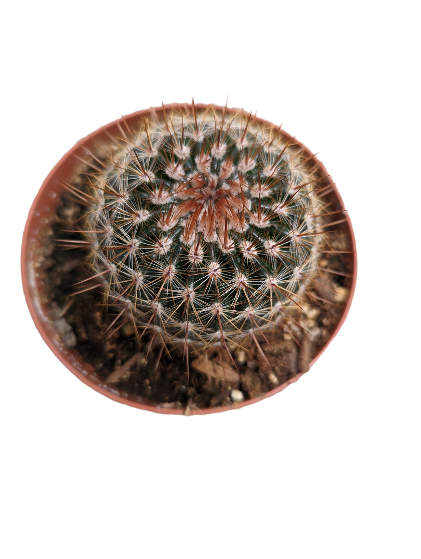 Mammillaria spinosissima Red Headed Irishman