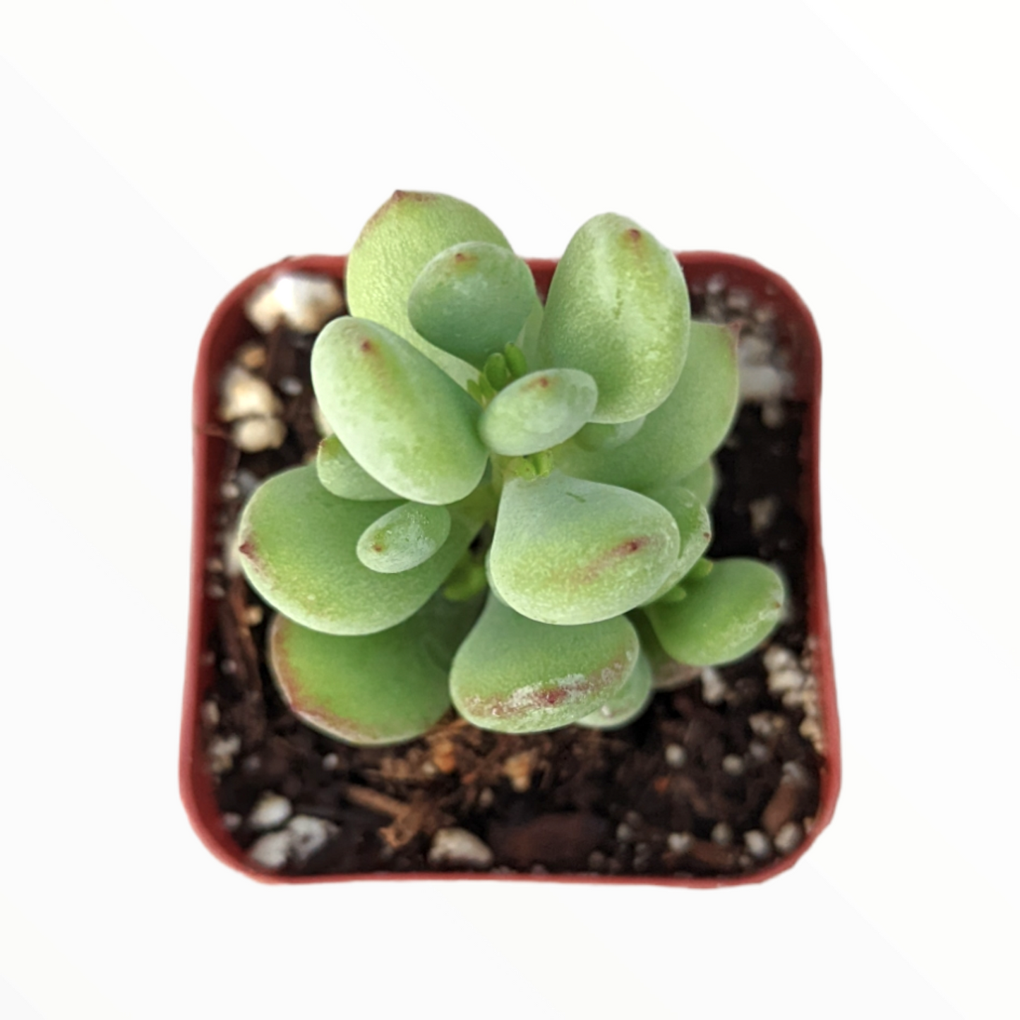 Cotyledon pendens 'Cliff Cotyledon'
