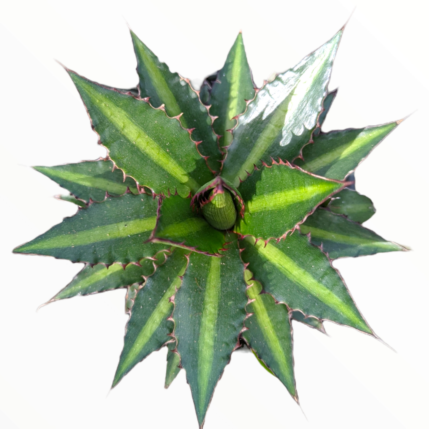 Agave lophantha 'Splendida'