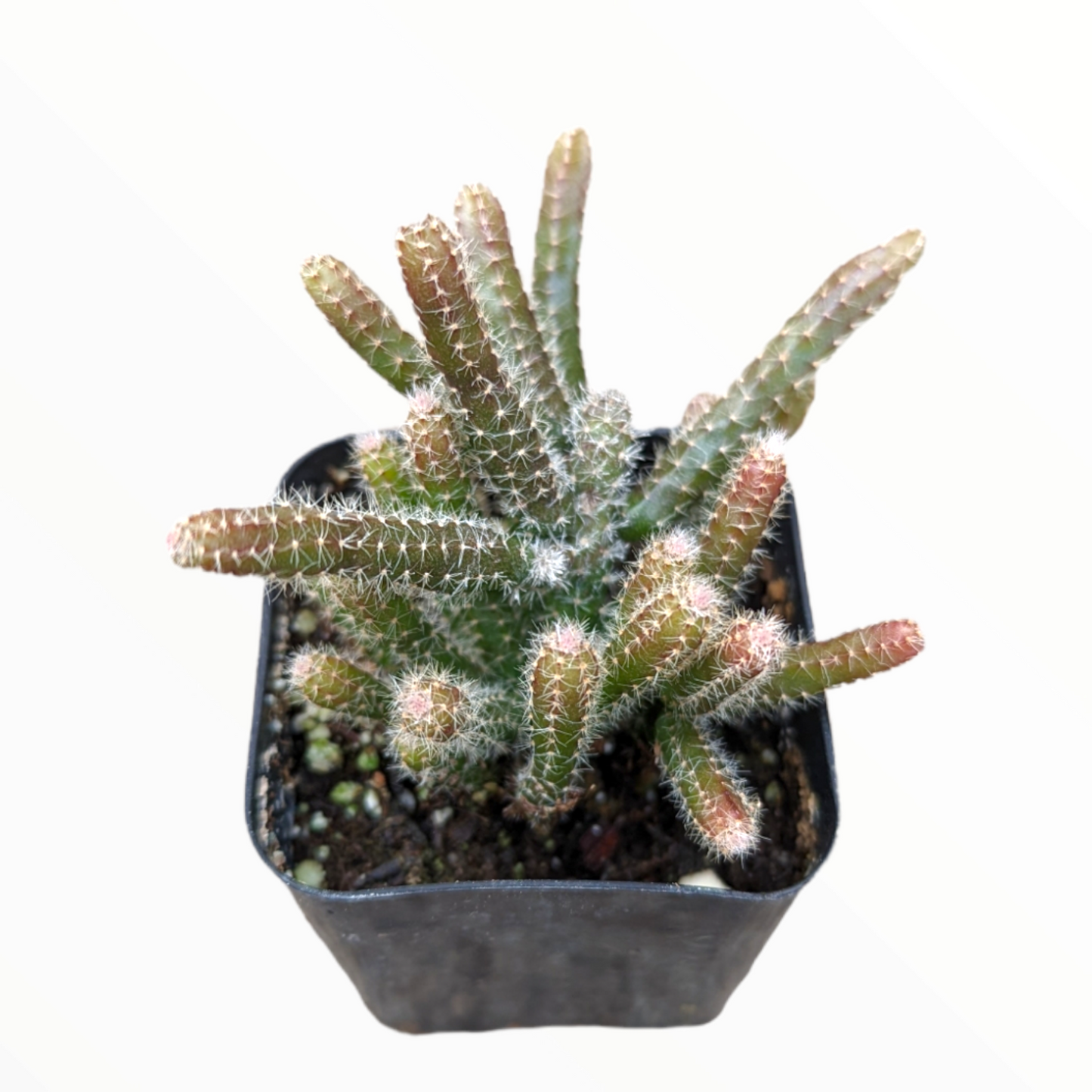 Rhipsalis baccifera subsp. horrida Mouse Tail Cactus