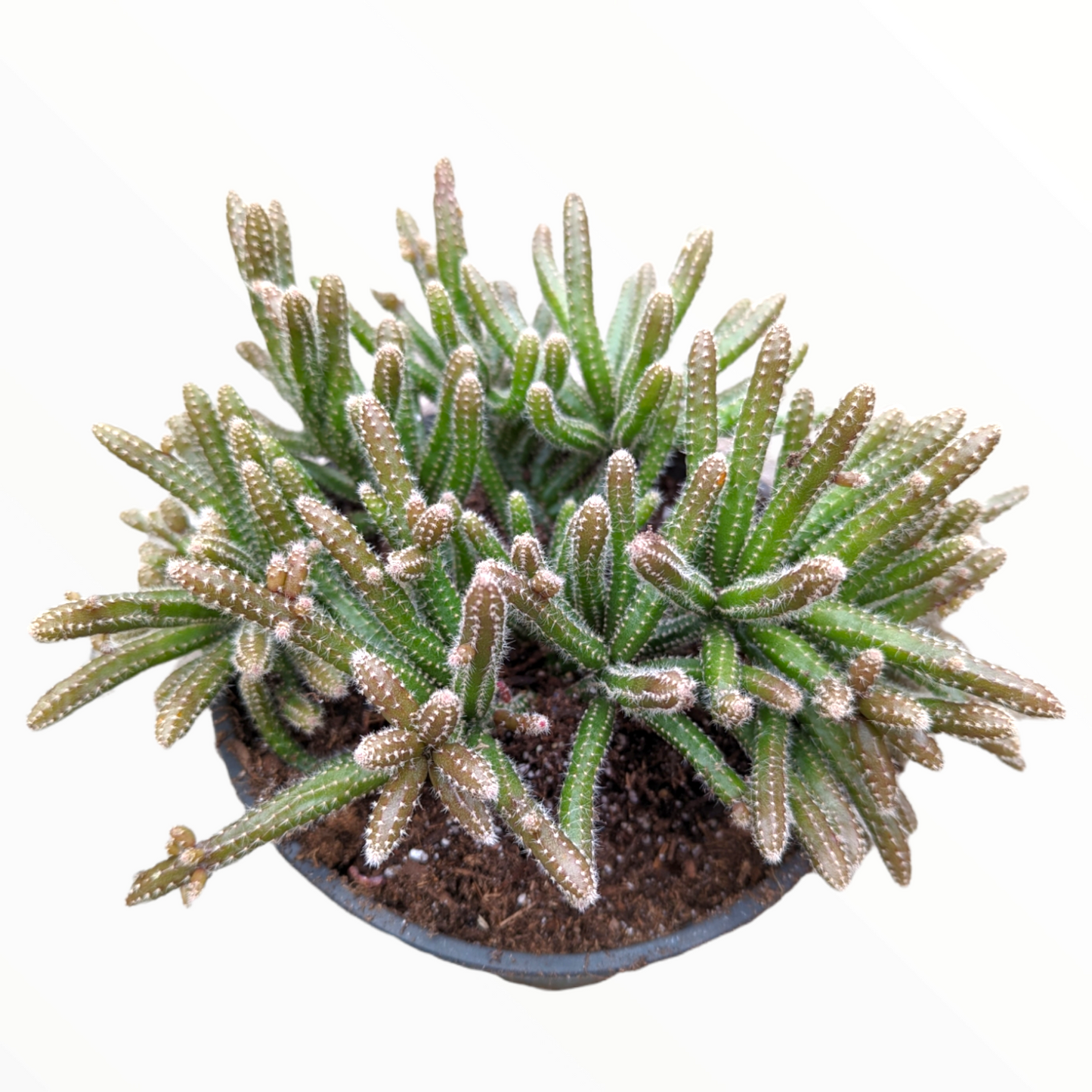 Rhipsalis baccifera subsp. horrida Mouse Tail Cactus