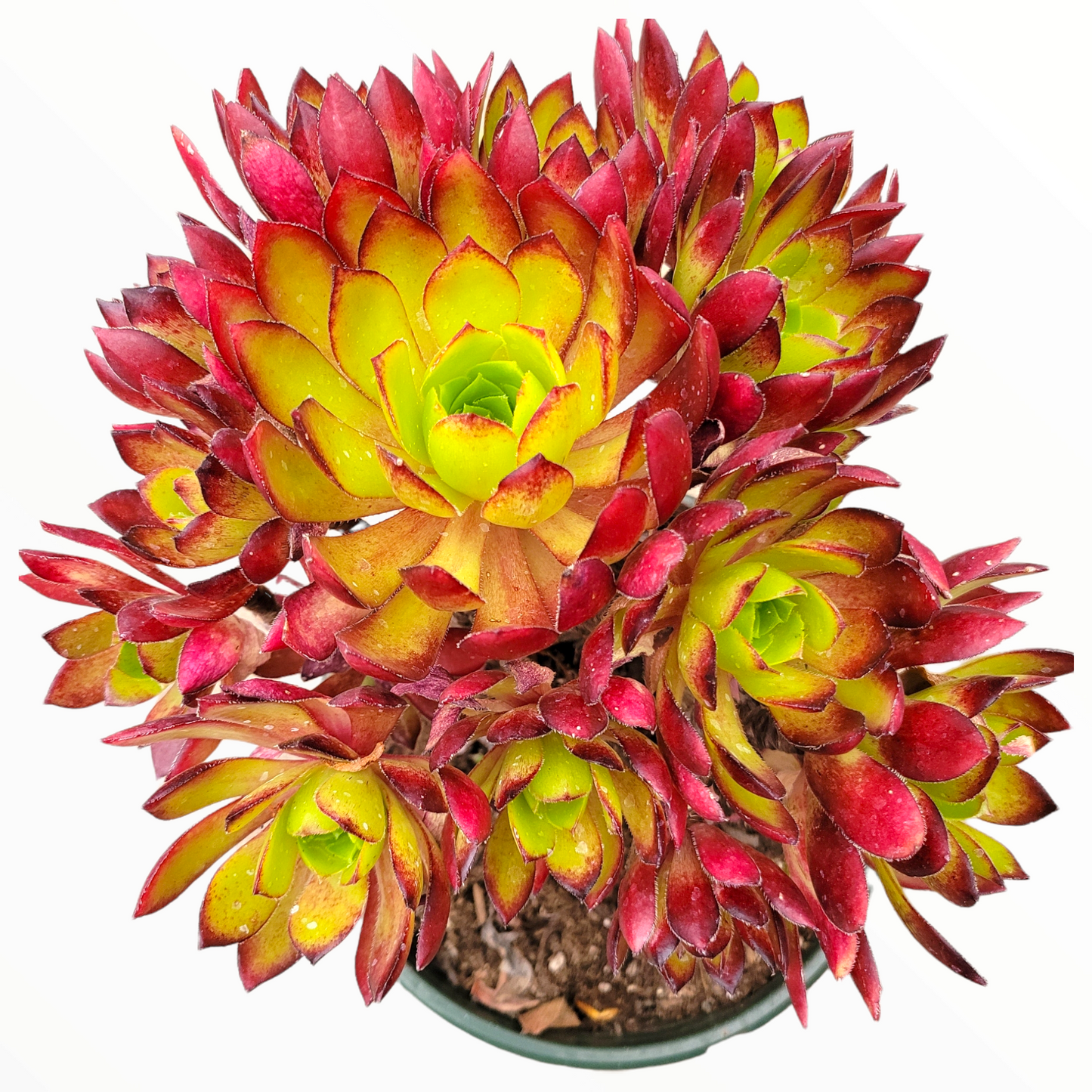 Aeonium 'Phoenix Flame'