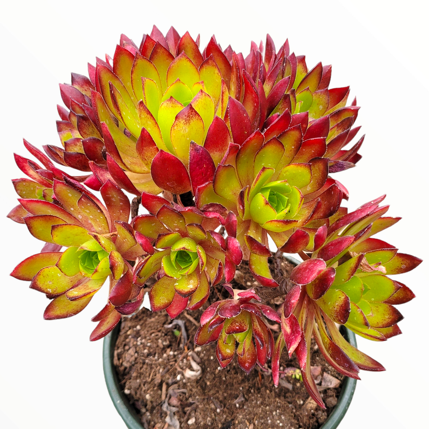 Aeonium 'Phoenix Flame'