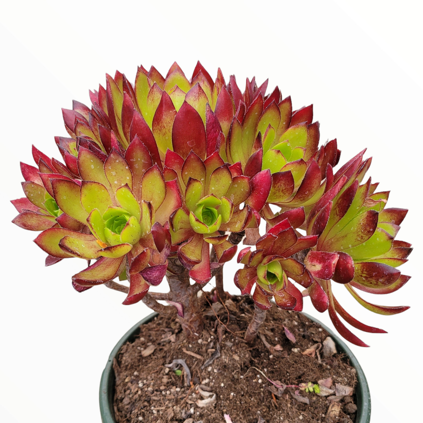Aeonium 'Phoenix Flame'