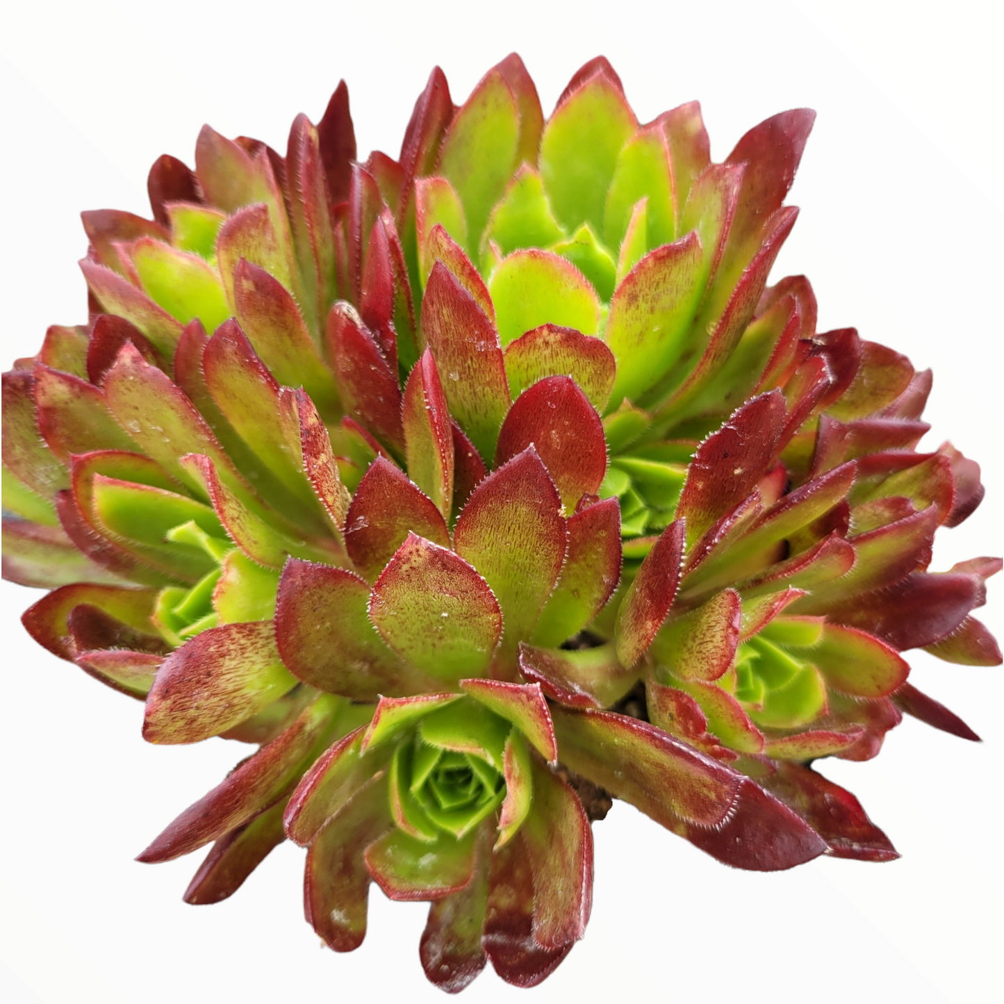 Aeonium 'Phoenix Flame'
