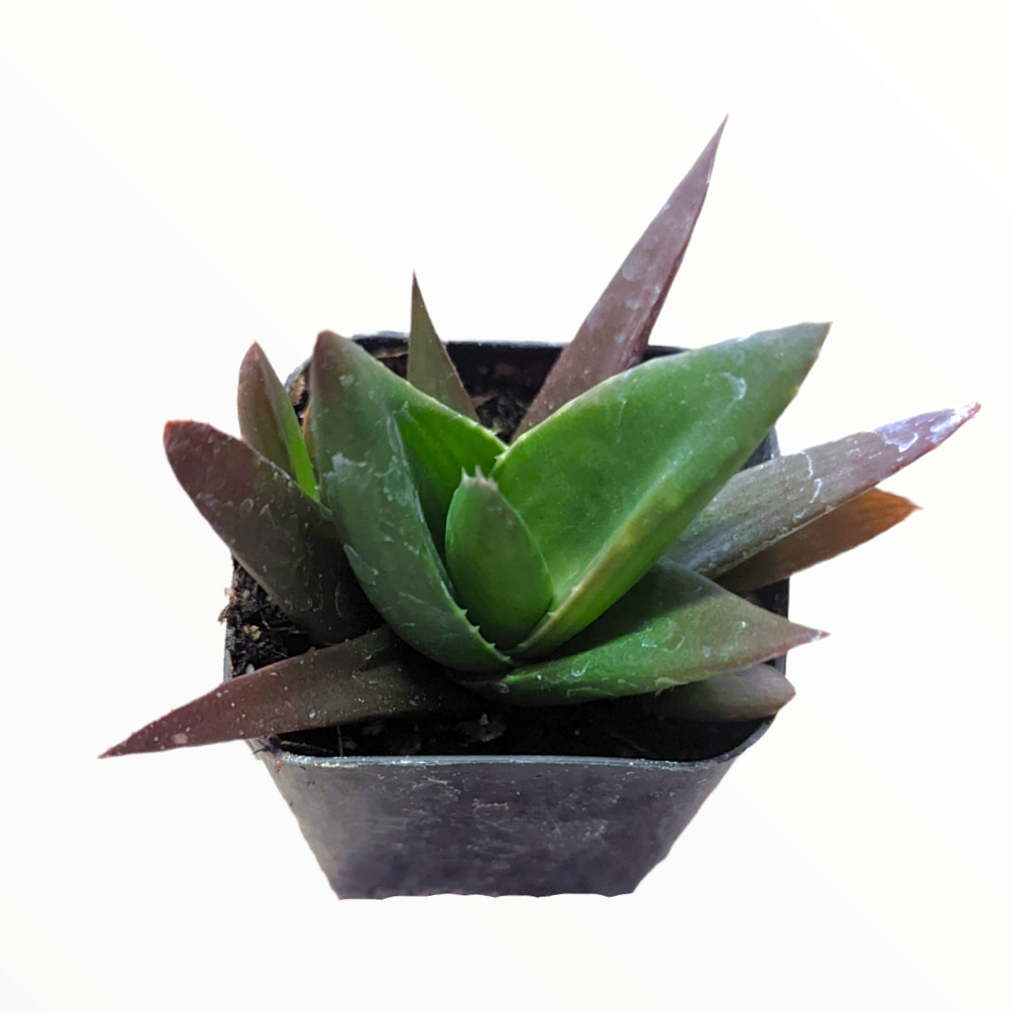 Aloe "Walmsley's Bronze"