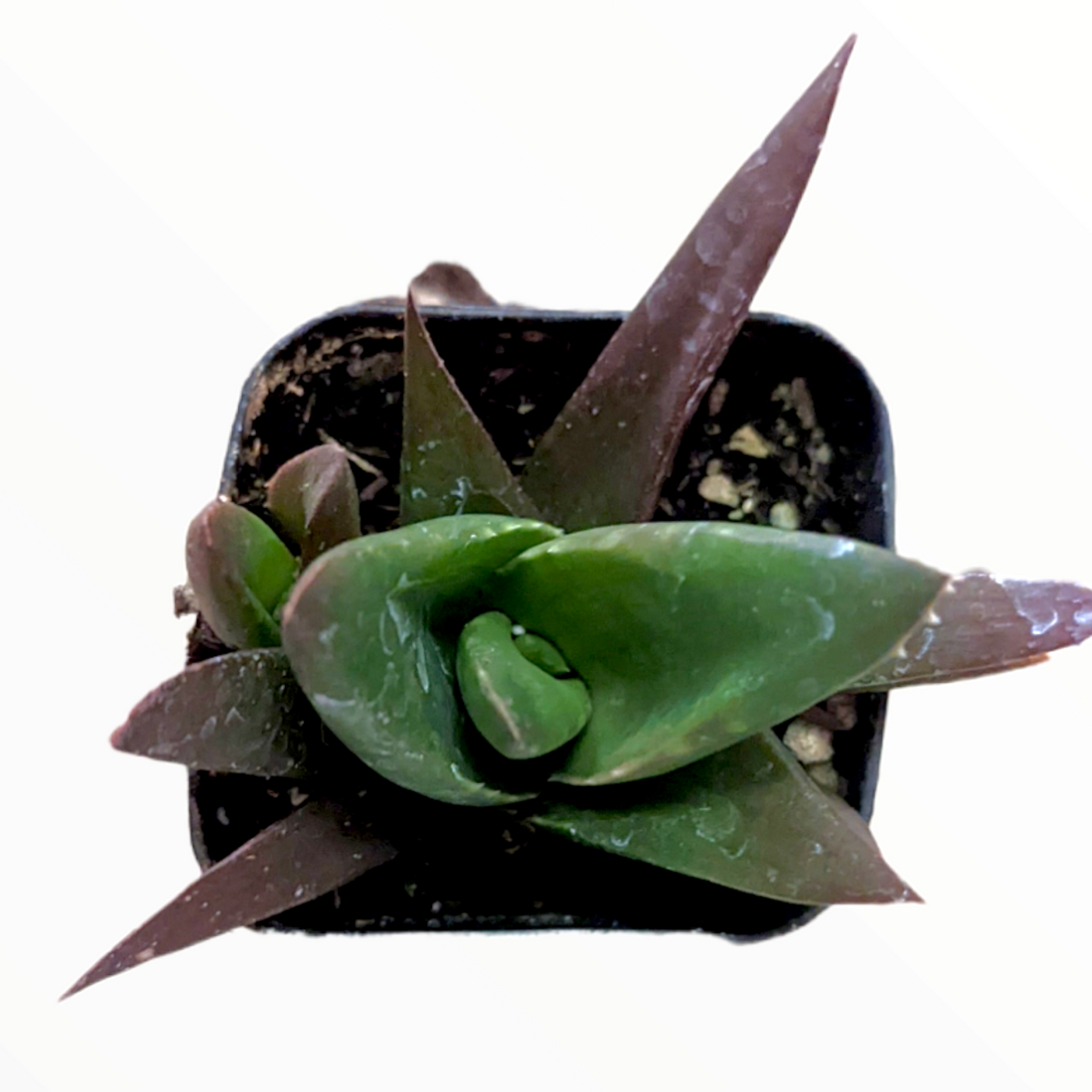 Aloe "Walmsley's Bronze"