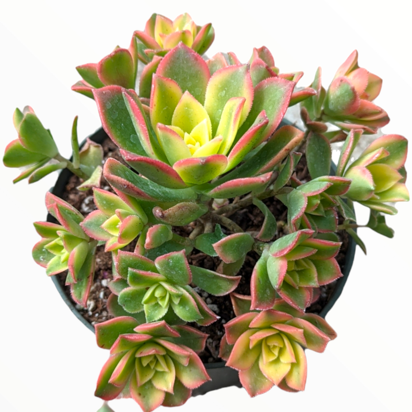 Aeonium 'Kiwi'