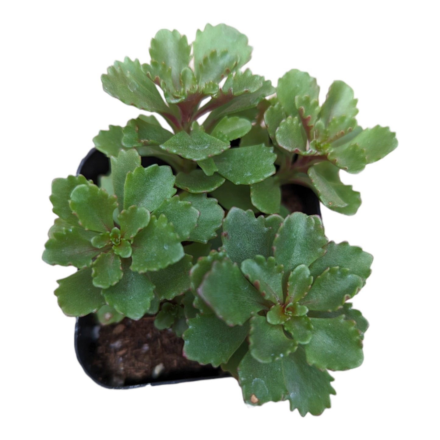 Sedum takesimense