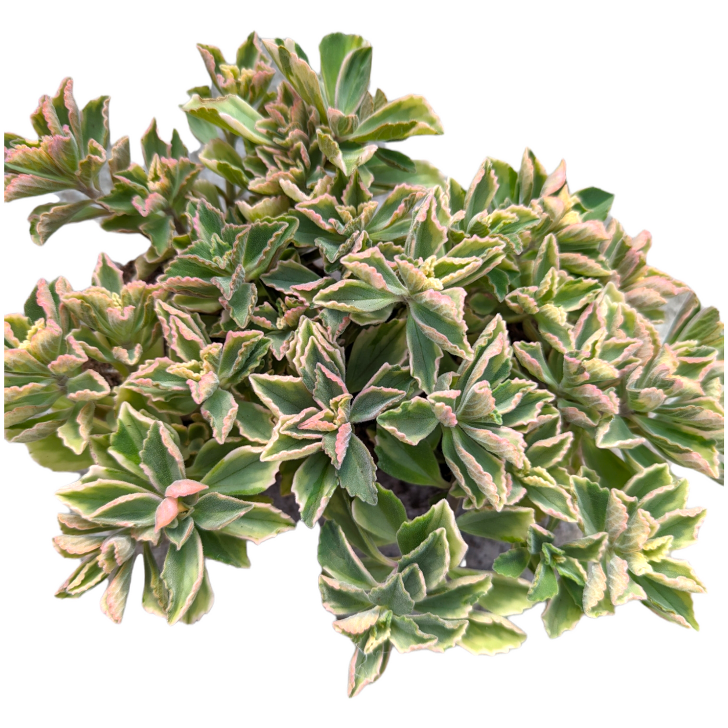Plectranthus neochilus Variegated 'Mike's Fuzzy Wuzzy'