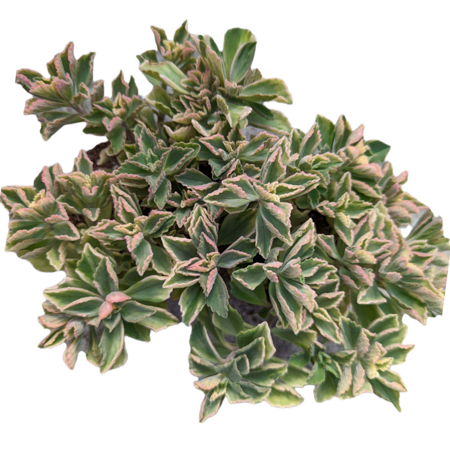 Plectranthus neochilus Variegated 'Mike's Fuzzy Wuzzy'