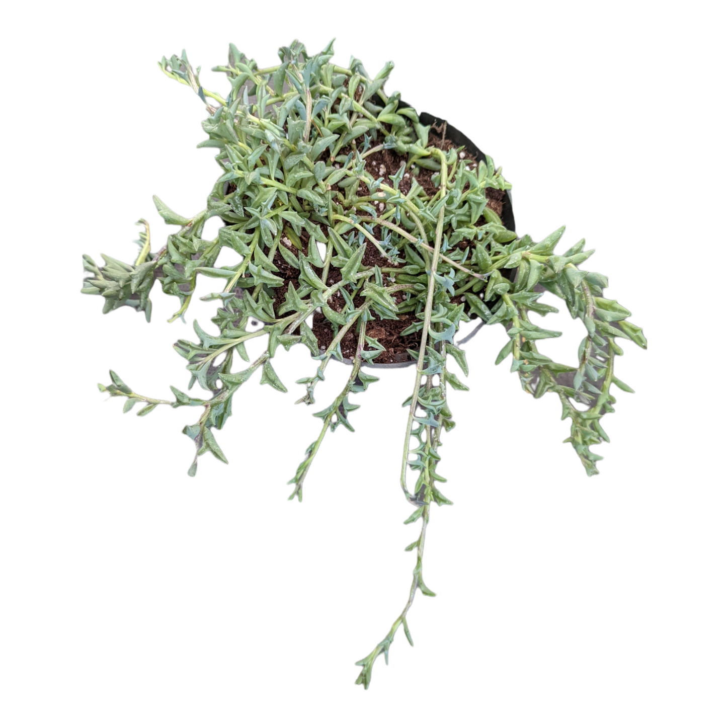 String of Dolphins Senecio peregrinus