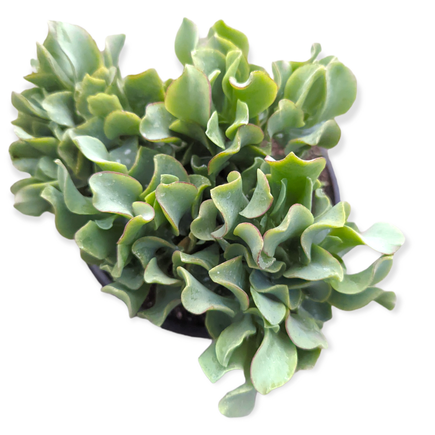 Crassula arborescens undulatifolia 'Ripple Jade'