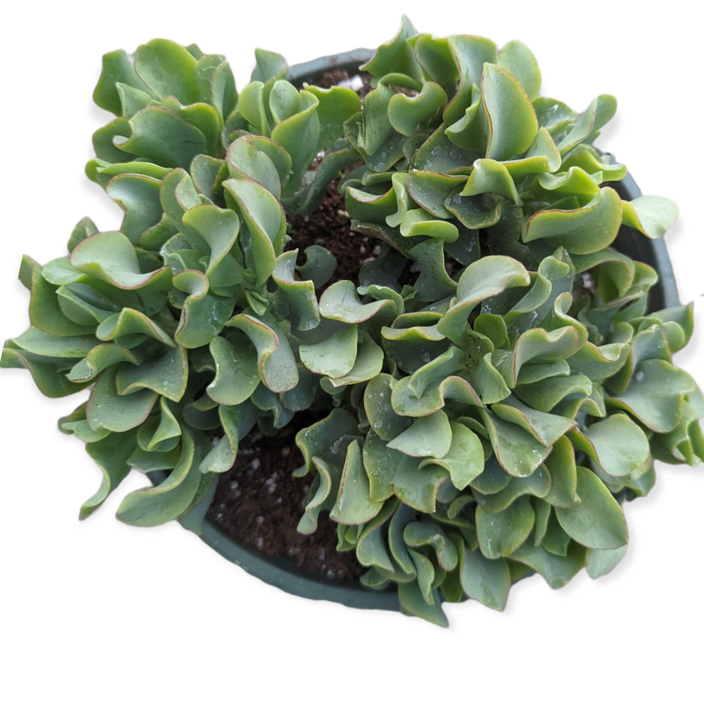 Crassula arborescens undulatifolia 'Ripple Jade'