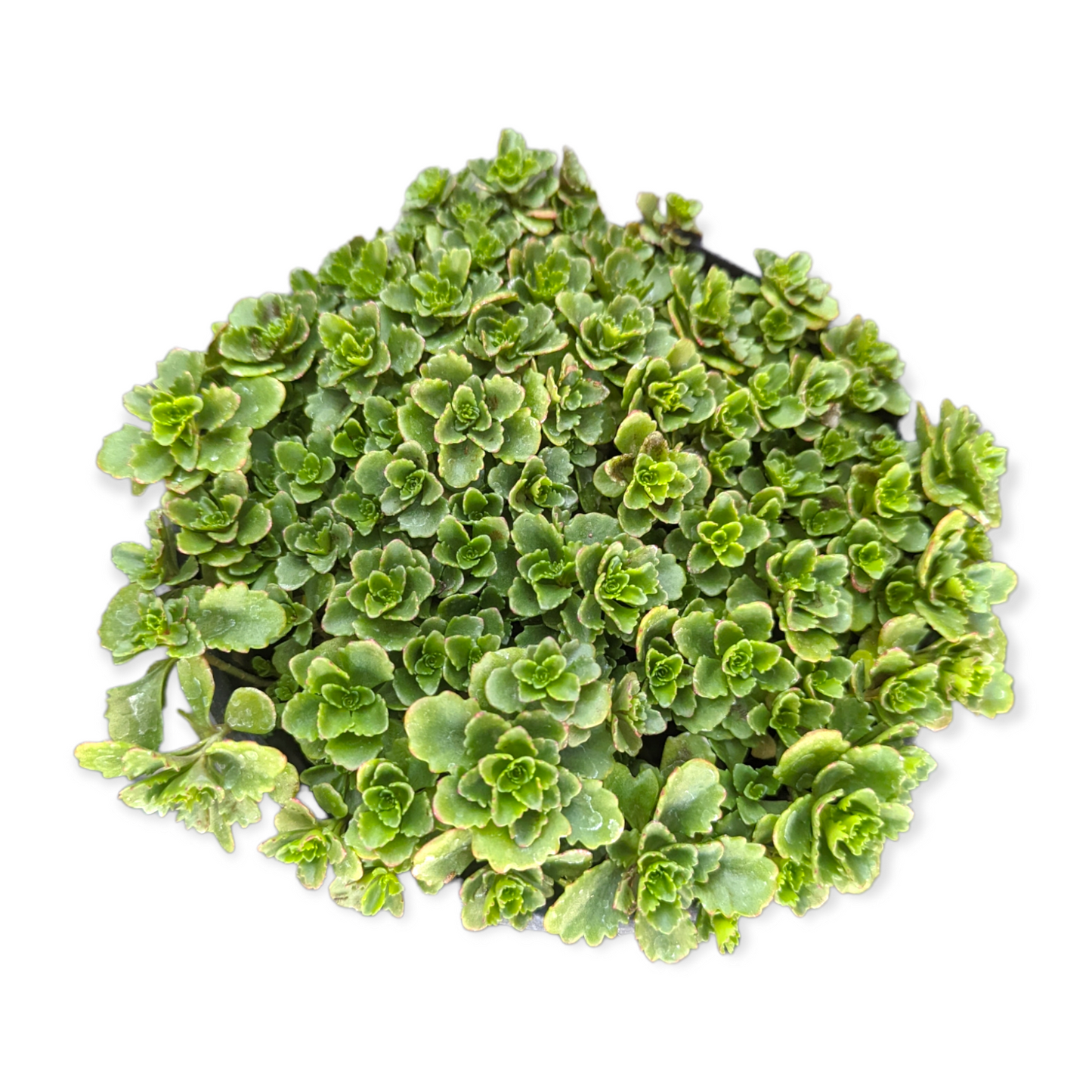 Sedum takesimense