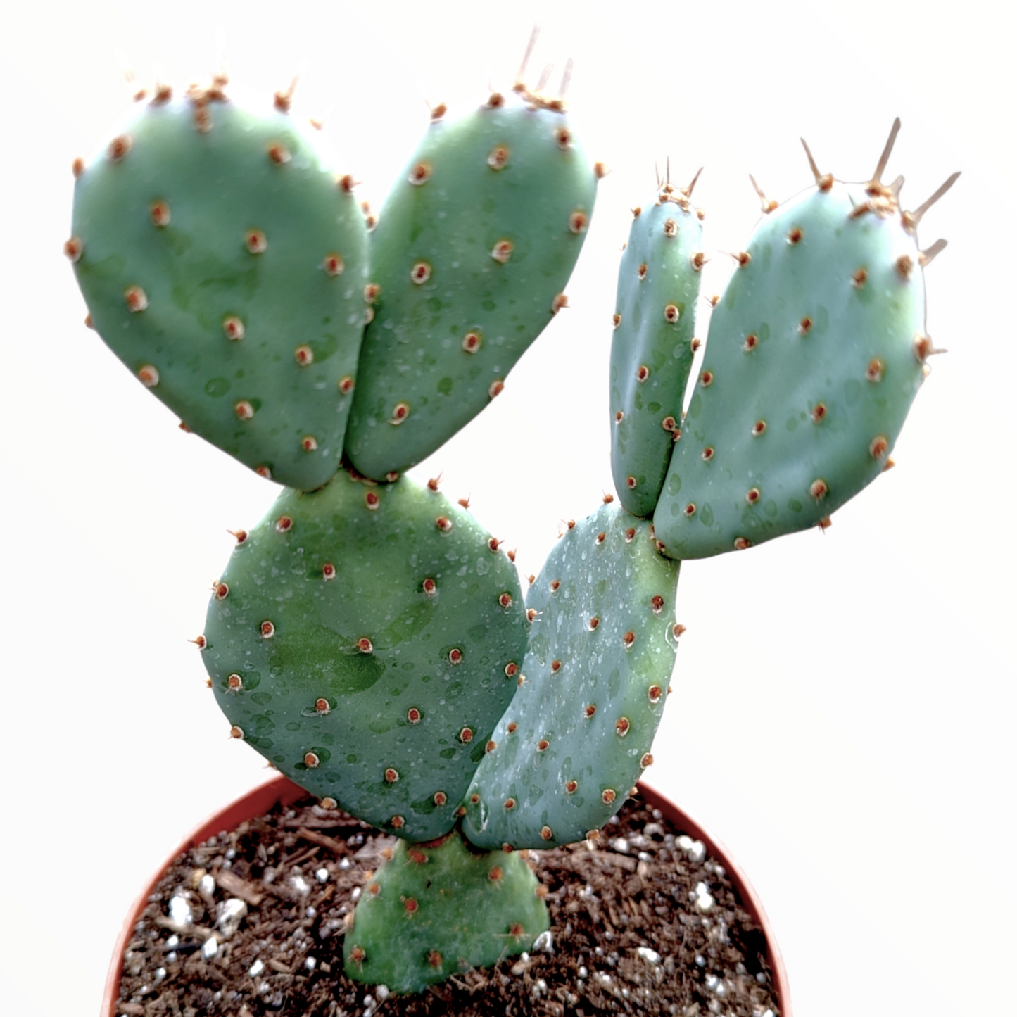 Opuntia santarita Santa Rita Purple Prickly Pear Cactus