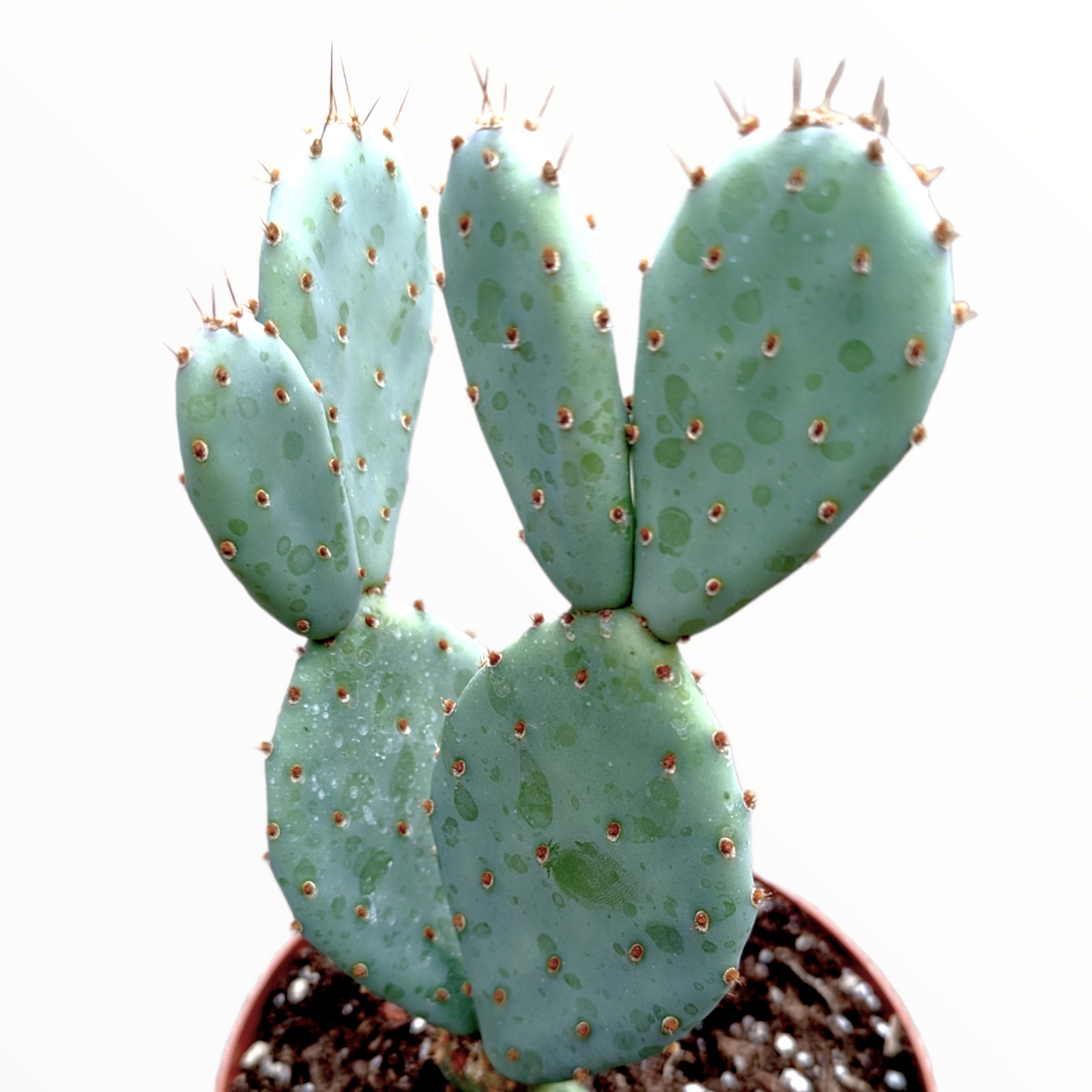 Opuntia santarita Santa Rita Purple Prickly Pear Cactus