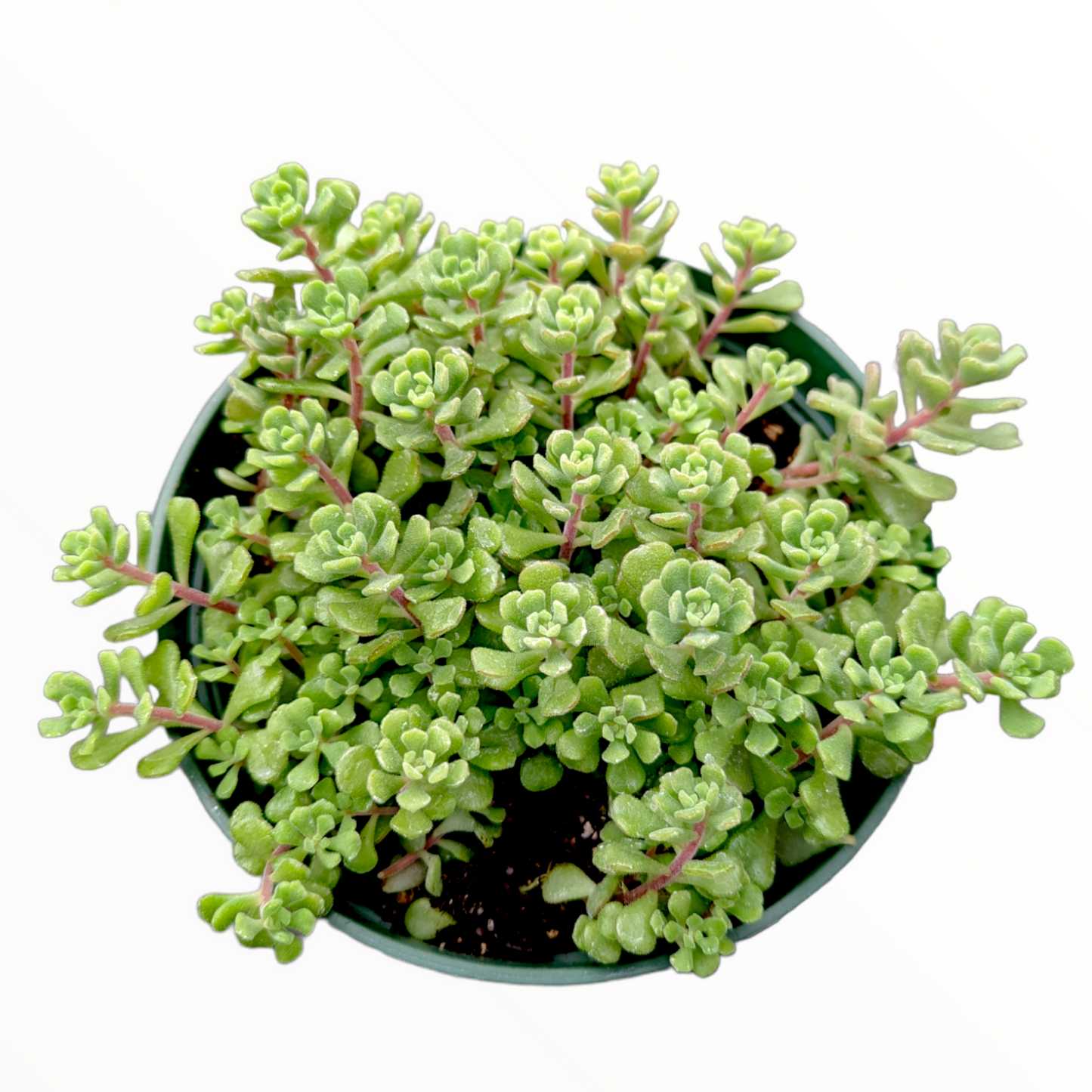 Sedum versadense Korean Succulent