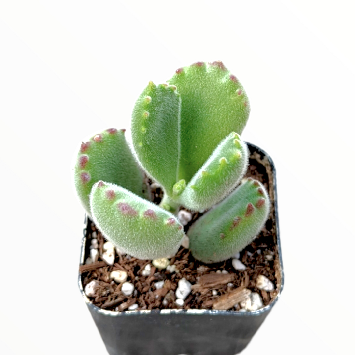 Cotyledon tomentosa Bear's Paw