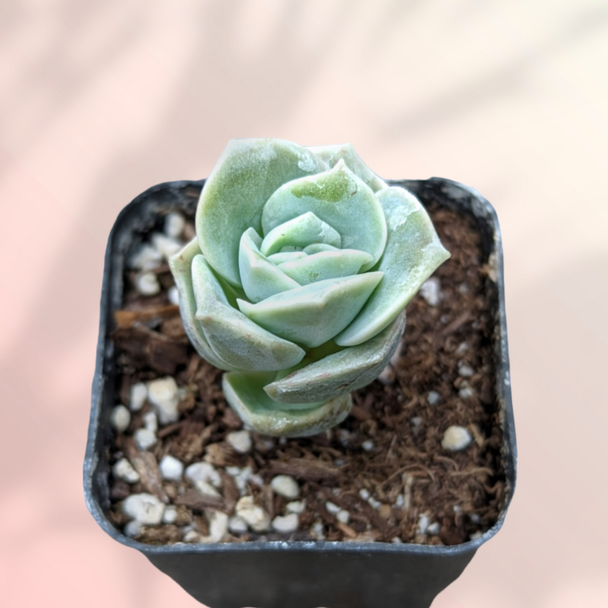 Graptoveria 'Lovely Rose'