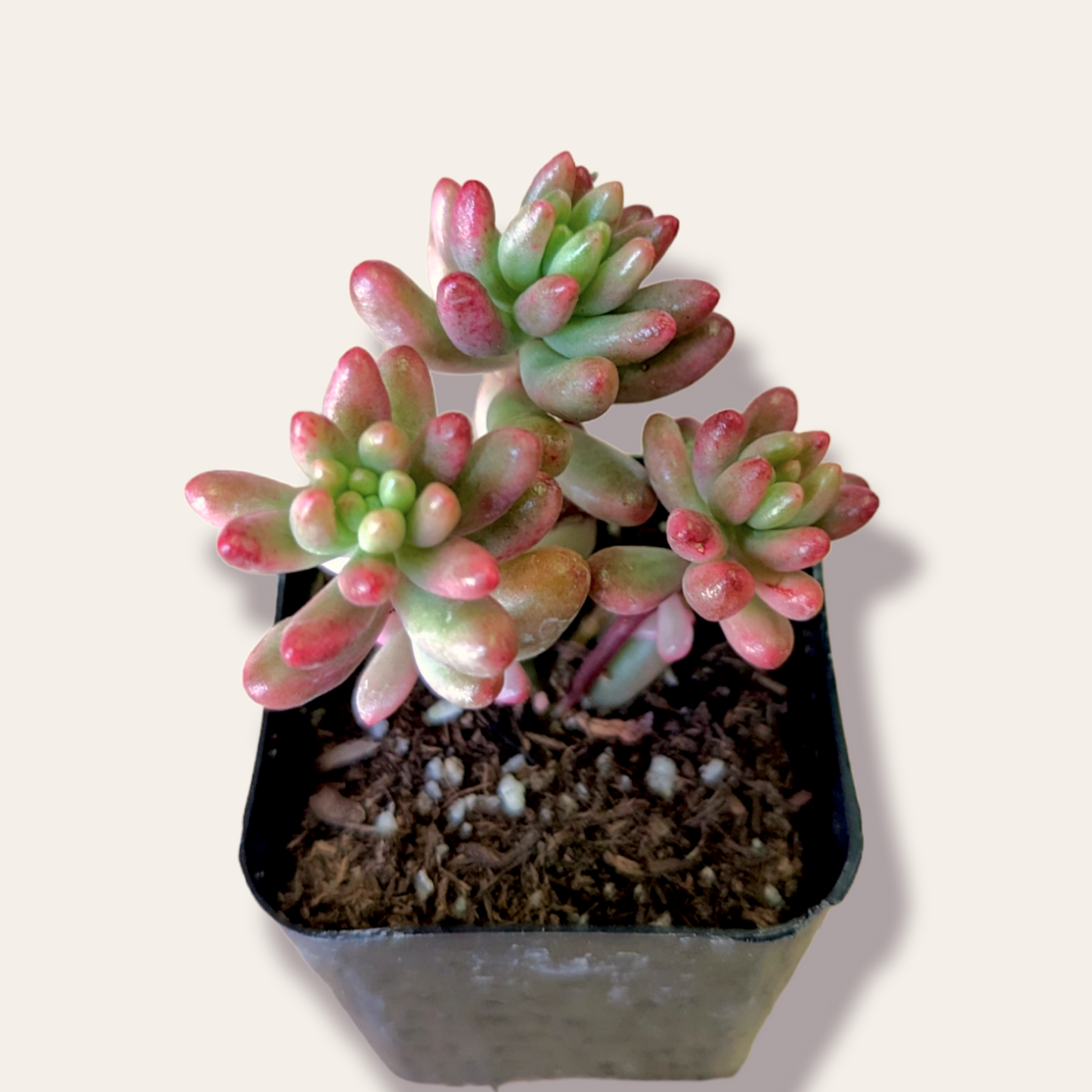 Sedum rubrotinctum 'Aurora' Pink Jelly Bean