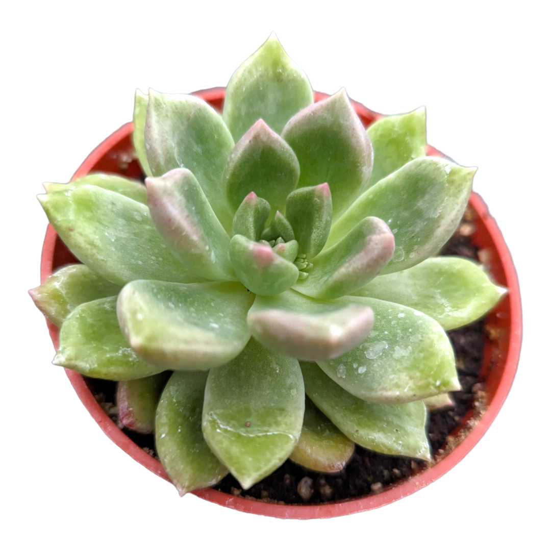 Graptoveria 'Melody'