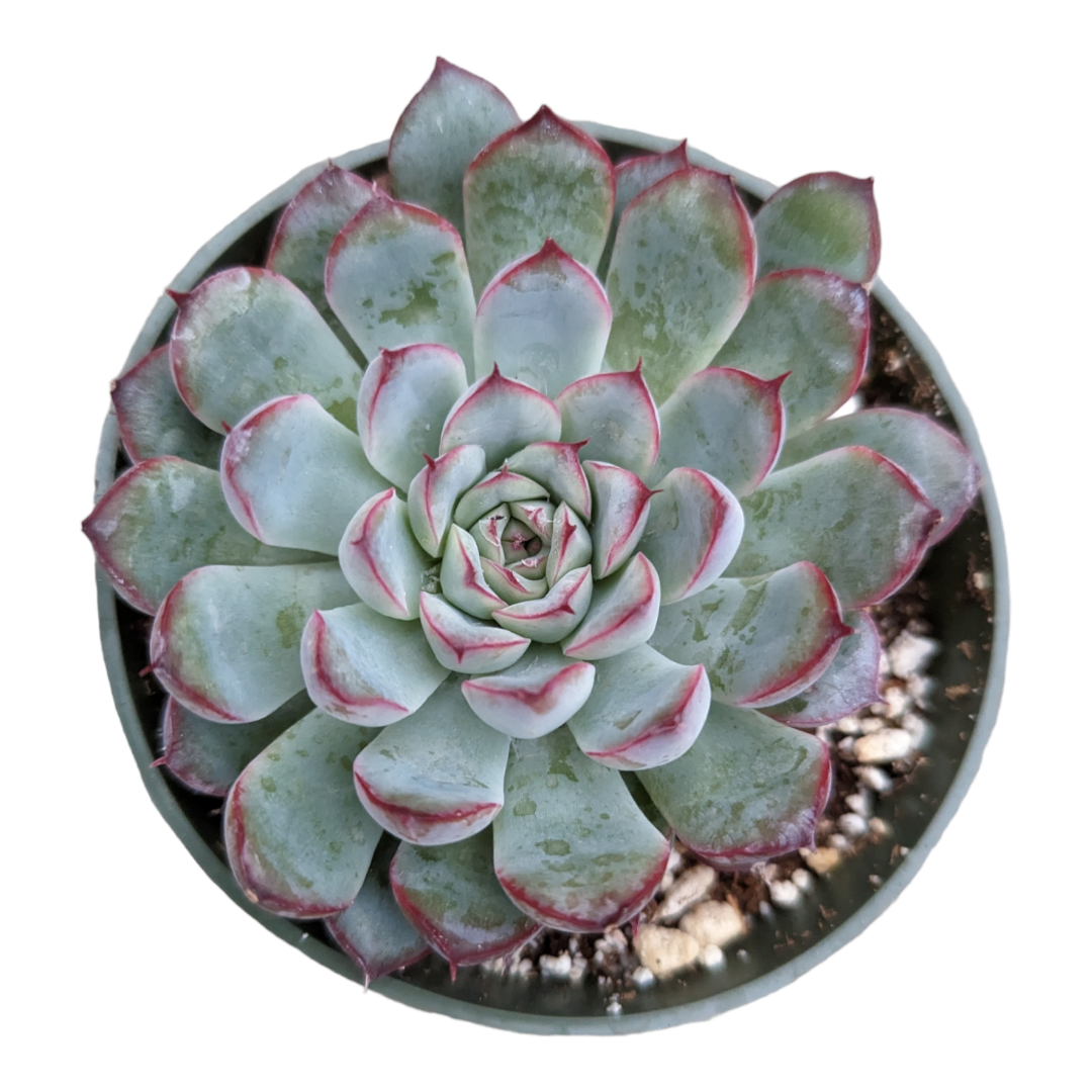 Echeveria pulidonis