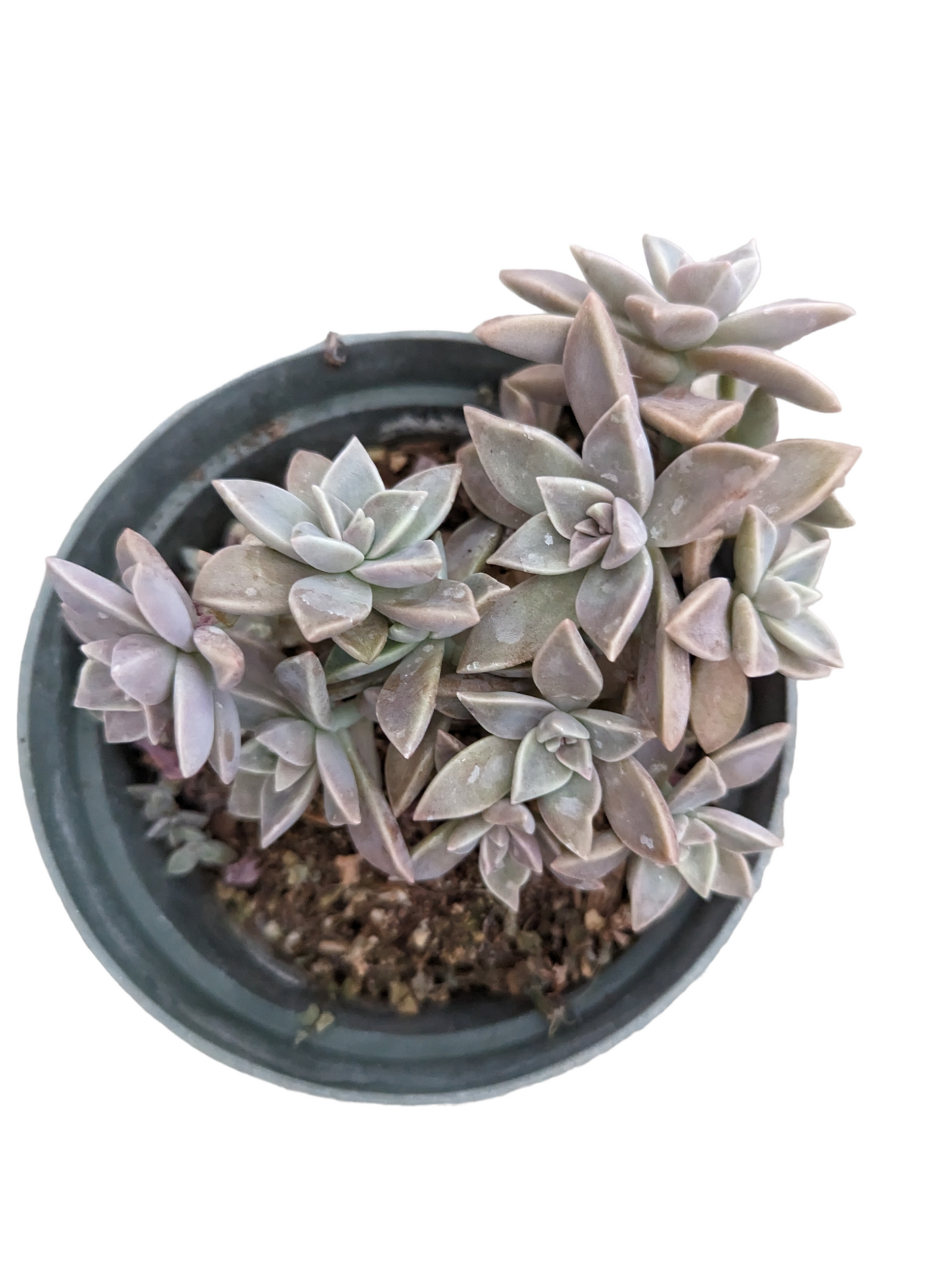Graptopetalum paraguayense - Blue Haze