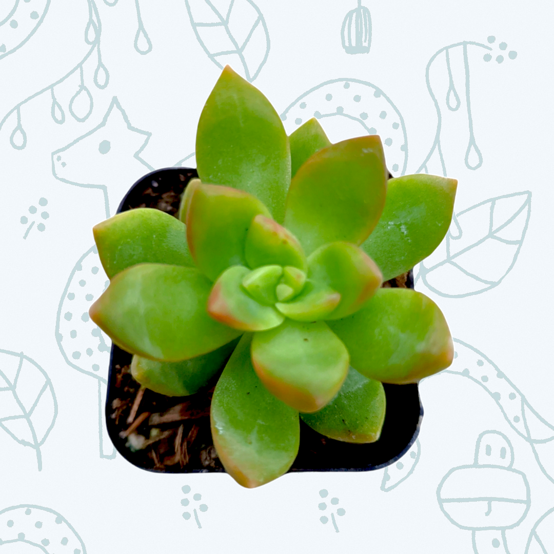 Sedum adolphii 'Golden Glow'