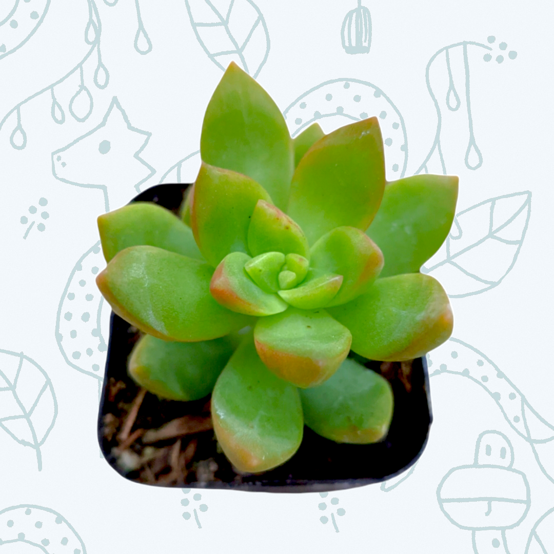 Sedum adolphii 'Golden Glow'