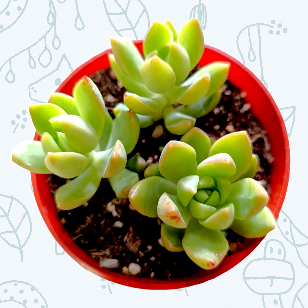 Sedum adolphii 'Golden Glow'