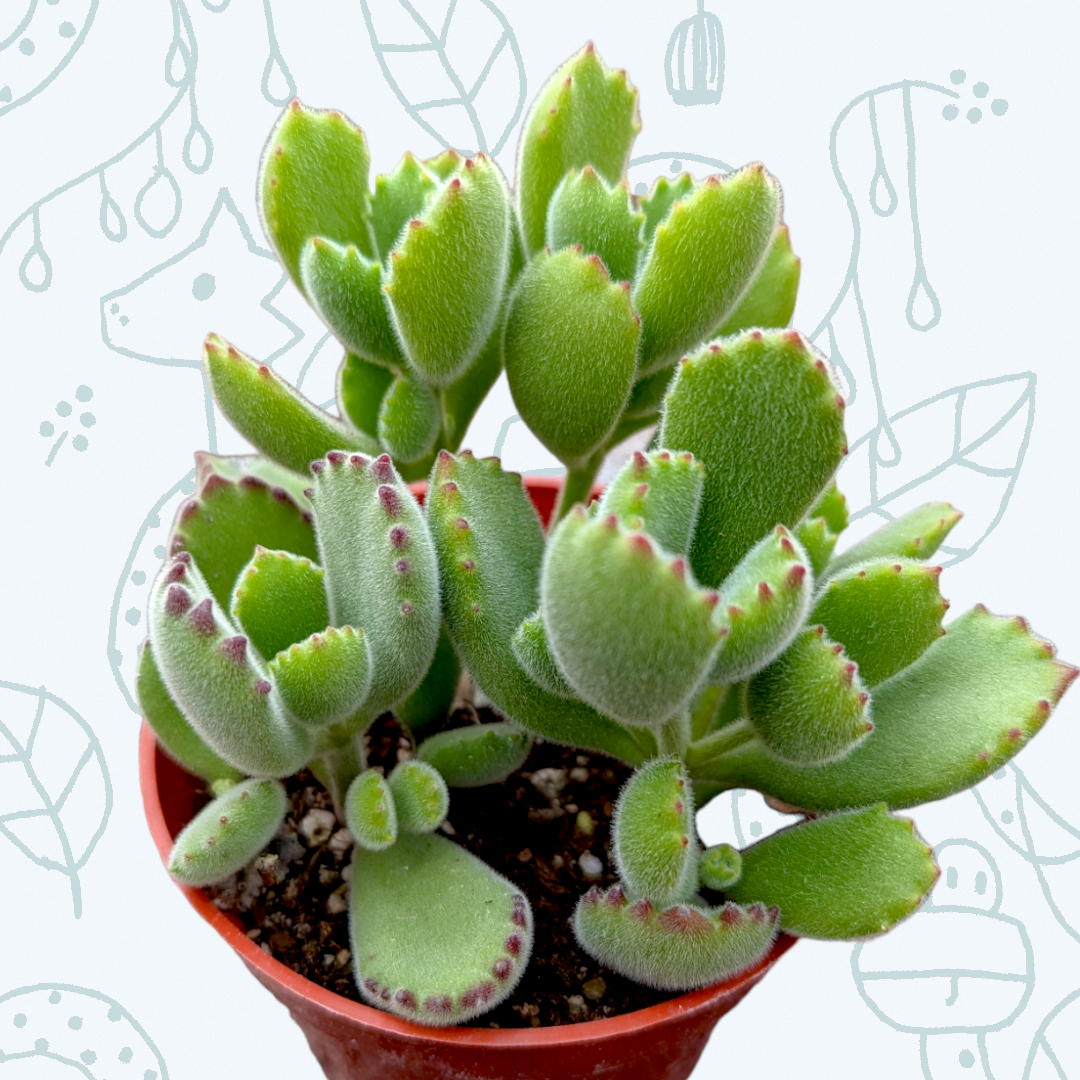 Cotyledon tomentosa Bear's Paw