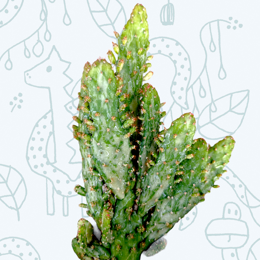 Opuntia monacantha variegata - Variegated Joseph's Coat
