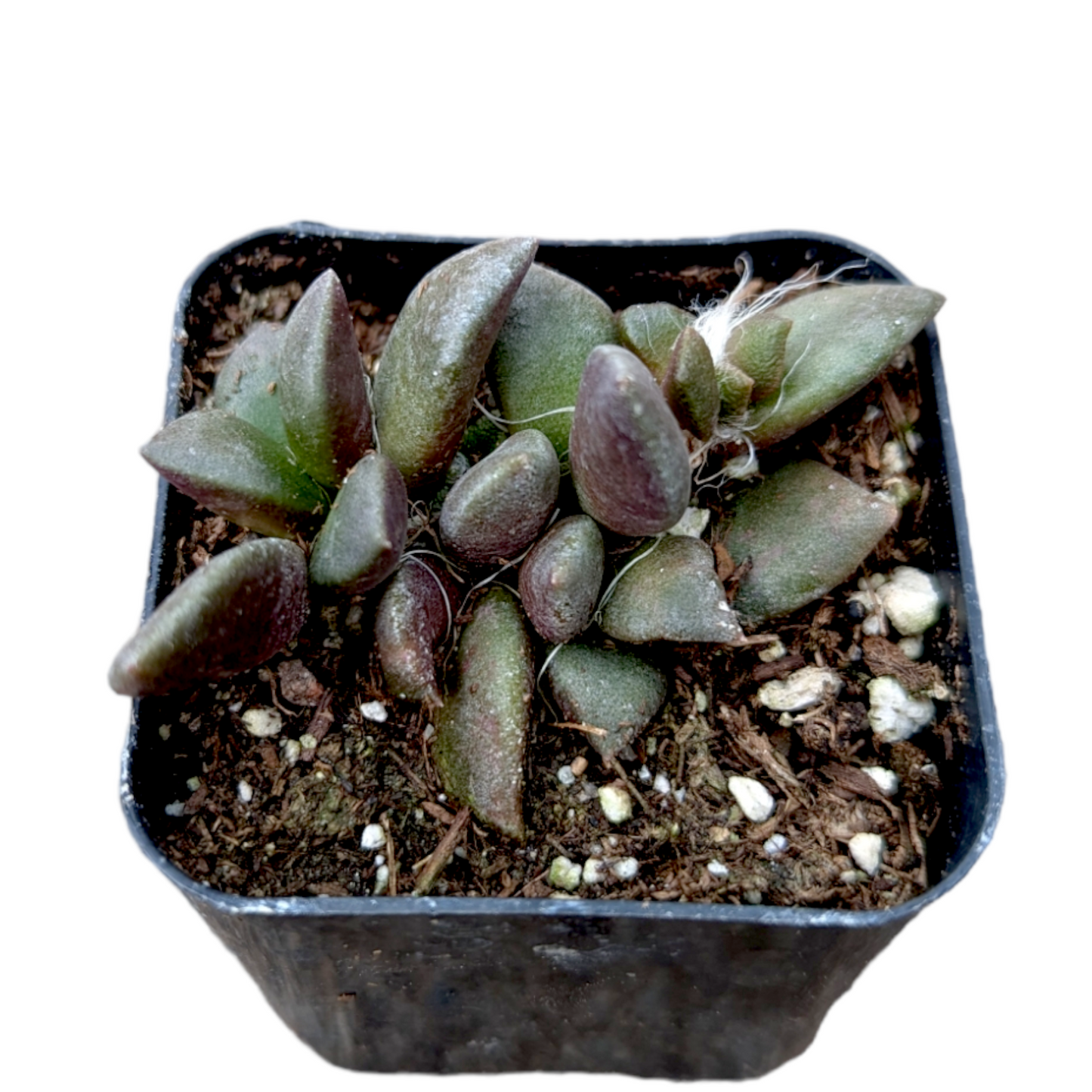Anacampseros telephiastrum Burgundy