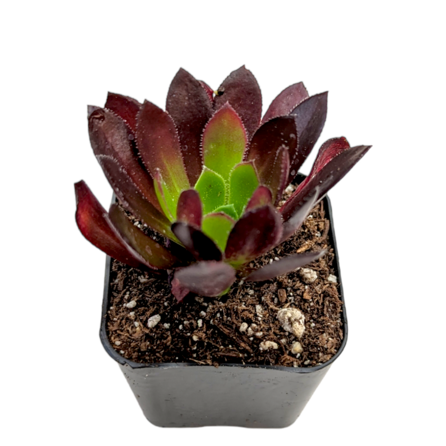 Aeonium 'Firecracker'