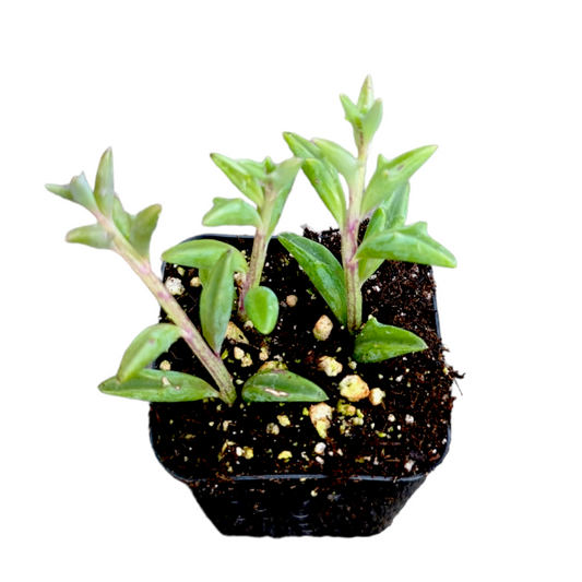 String of Dolphins Senecio peregrinus
