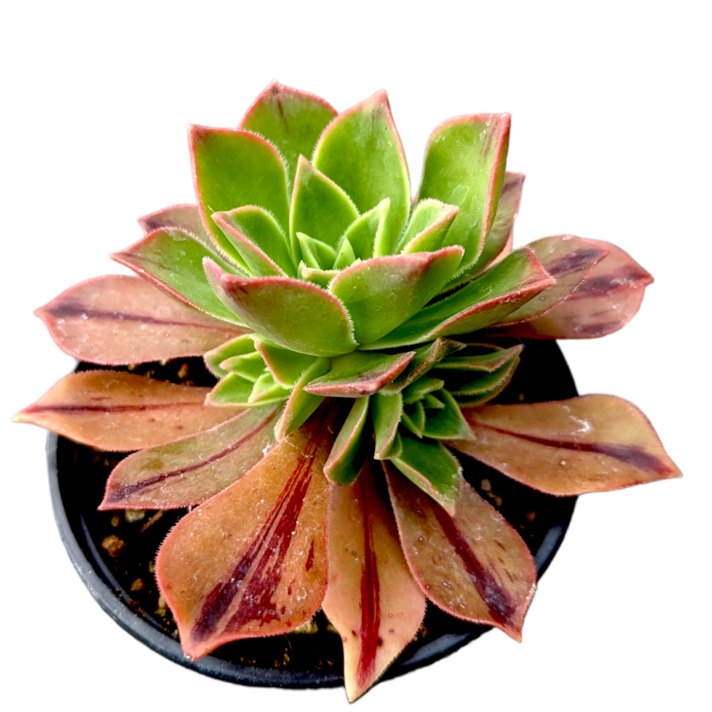 Aeonium leucoblepharum