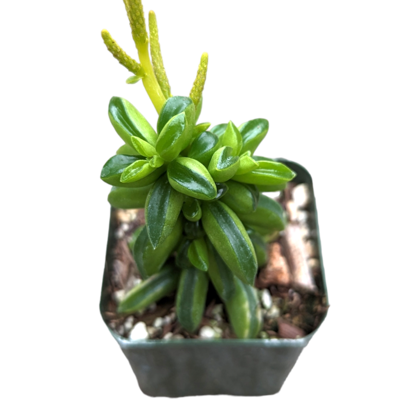 Peperomia axillaris